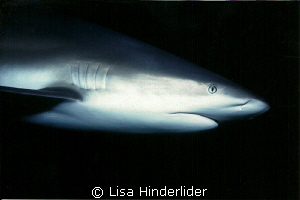 Caribbean Reef Shark portrait by Lisa Hinderlider 
